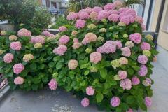 Apartmanok Rosi Apartman 1 – SMOKVA foto 5