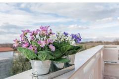 Family friendly Apt with a pool  Apartman 1 – Apt .Rosa foto 2