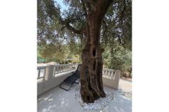 Old Fisherman*s Ház with balcony  Apartman 2 – Olive tree foto 2