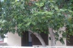 Apartmanok  Smokva   Szoba 3 – Maslina foto 5