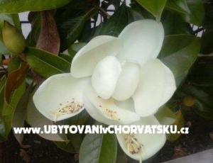 Apartmanok Magnolija