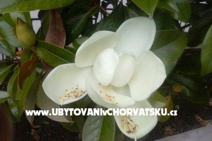 Apartmanok Magnolija Biograd Horvátország