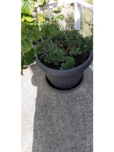 Apartmanok Margarita fotó 2