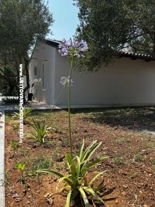 Primorje Biograd Horvátország