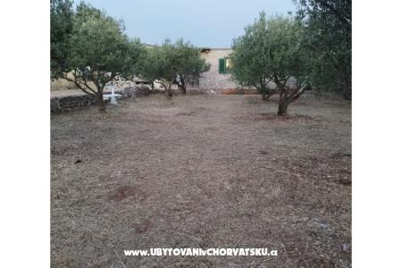 Olive grove fotó 3