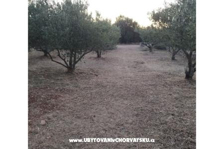 Olive grove fotó 4