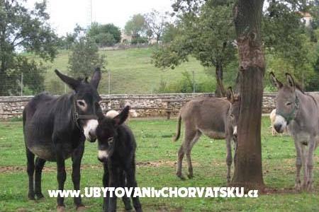 Casa Matiki Žminj fotó 3