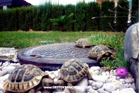 Apartman Dujmovic fotó 5