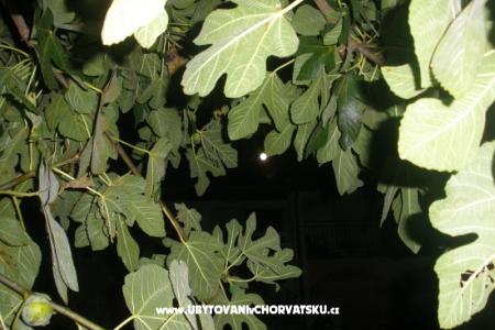 Apartmanok  Smokva   fotó 4