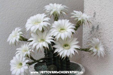 Apartmanok LM fotó 3