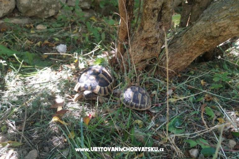 Apartmanok Divić - Villa Mateo  – fotó 15
