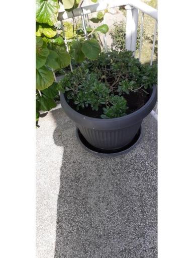 Apartmanok Margarita – fotó 2