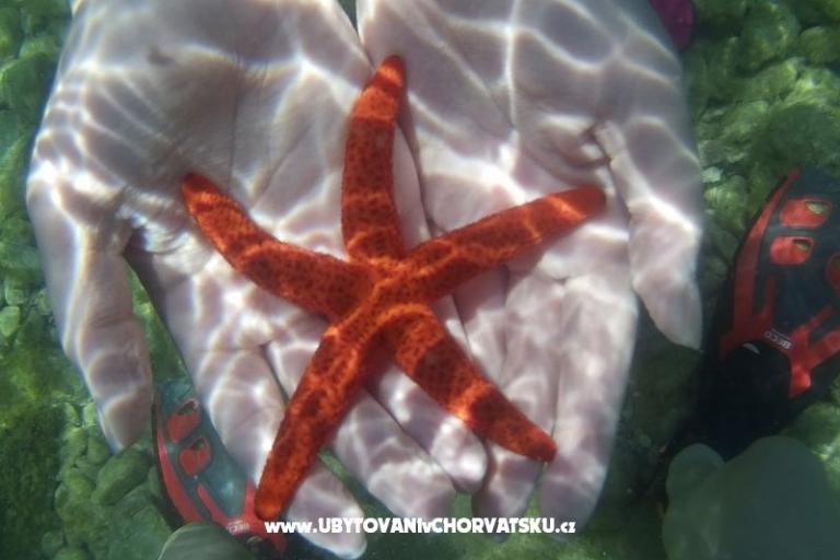 Apartmanok Mario – fotó 17