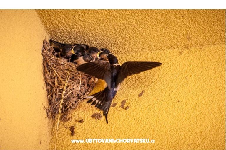 Peter´s Apartman – fotó 6
