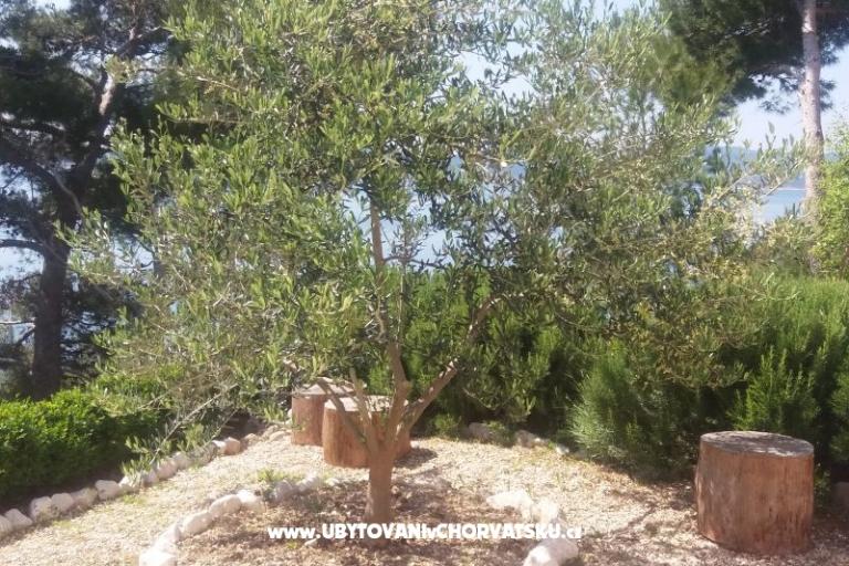 Apartmanok Vesna  - Brela – fotó 5