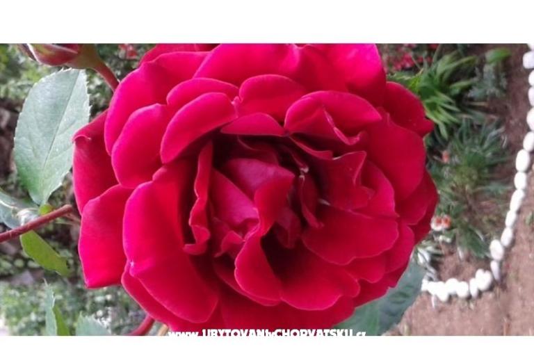 Ház Gardenia – fotó 2