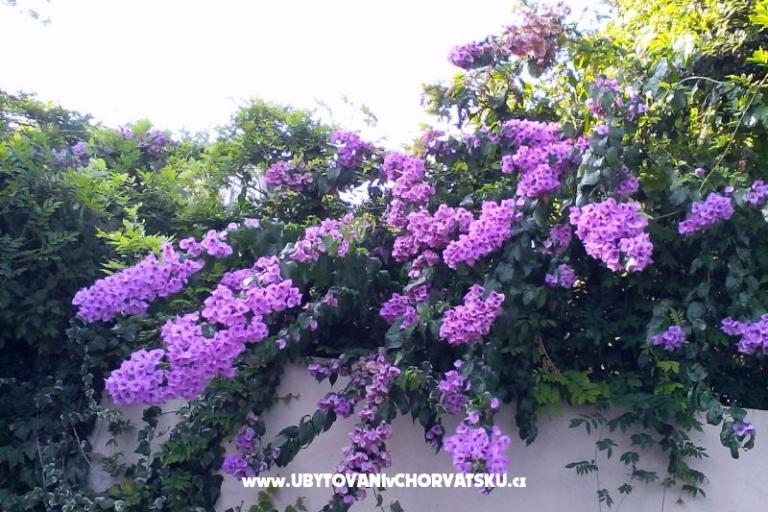 Apartmanok Bugenvilla – fotó 10