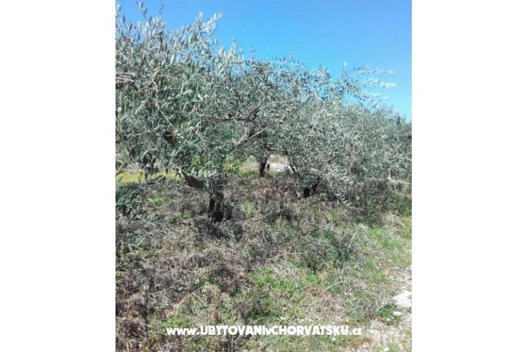 Apartmanok Alfijo – fotó 13