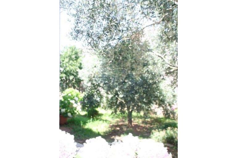 Apartmanok Krk-Hydrangea – fotó 10