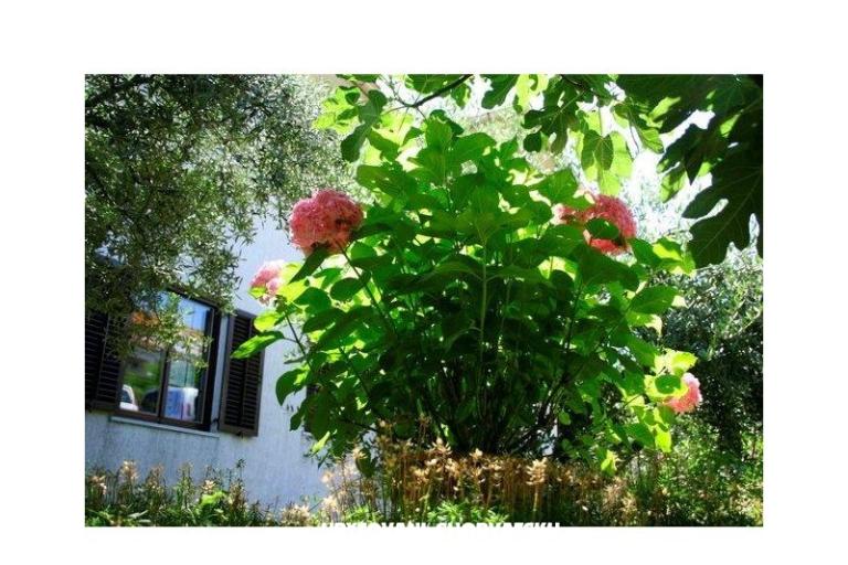 Apartmanok Krk-Hydrangea – fotó 13
