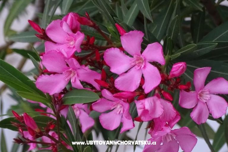 Rose – fotó 18