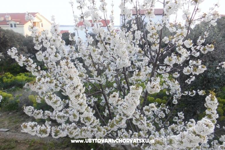 Apartmanok Mara – fotó 2