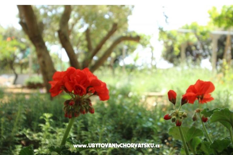 Apartmanok Salvia island Pag Mandre – fotó 11