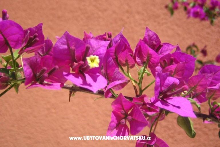 Apartmanok Kovacika – fotó 4