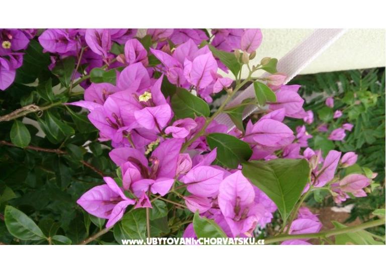 Marea Apartmanok Mandre – fotó 5