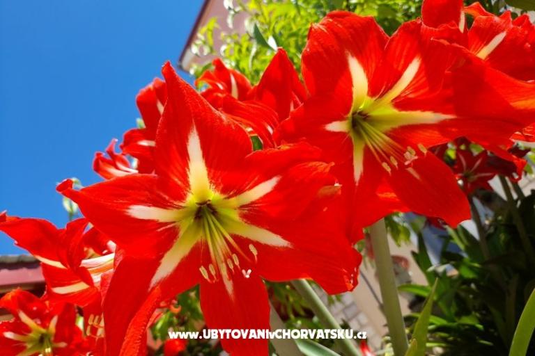 Apartmanok Tomic – fotó 7