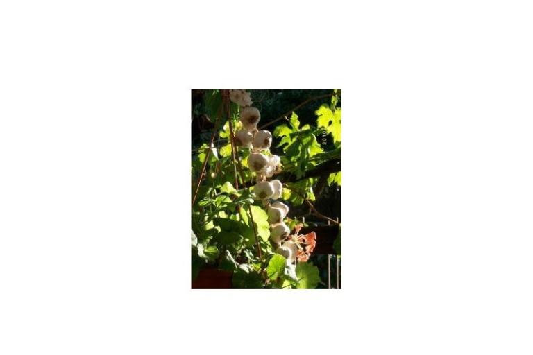 Apartmanok Rosan Pakostane – fotó 10