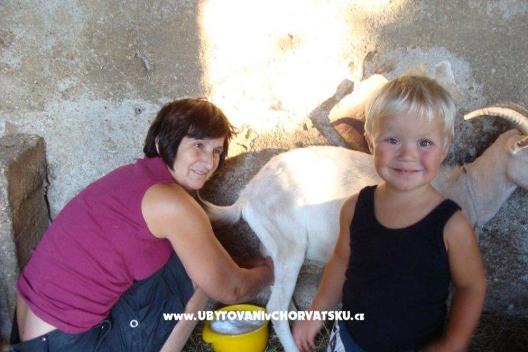 Apartmanok Sokalo-Petar – fotó 8
