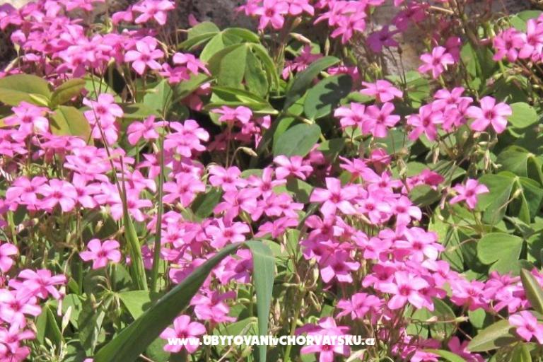 Apartmanok Villa Iva – fotó 21