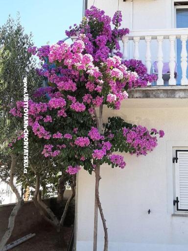Apartnani Lana Pirovac – fotó 2