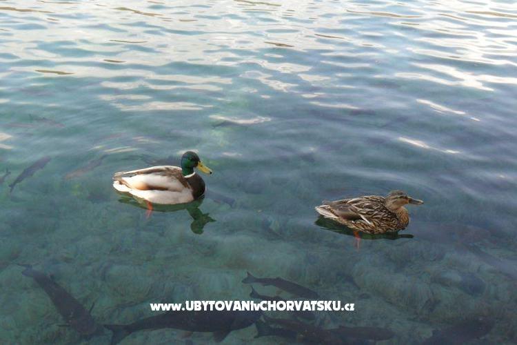 Apartmanok Marija – fotó 16