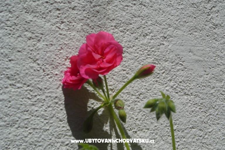 Apartmanok Sumić – fotó 13