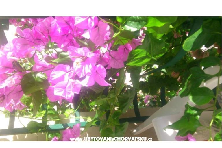 Apartmanok Antonela – fotó 2