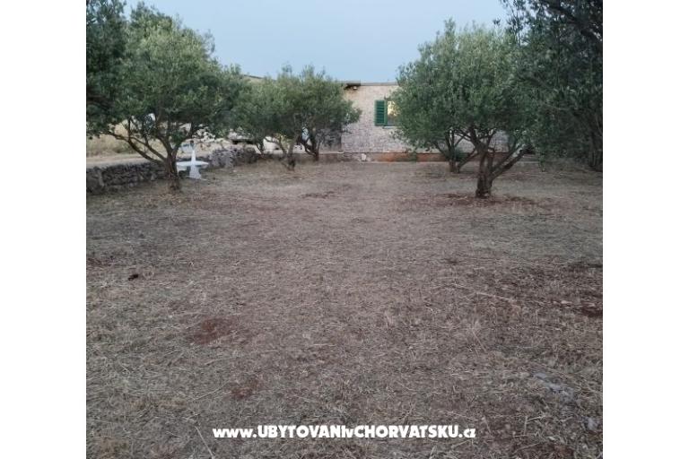 Olive grove – fotó 3