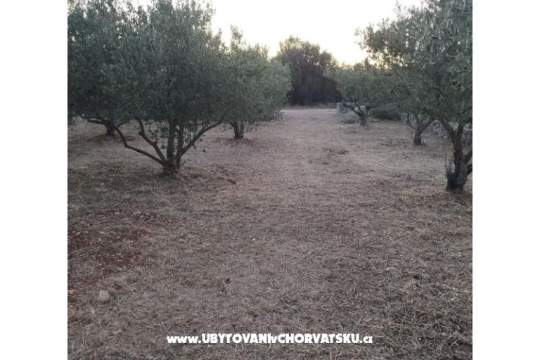 Olive grove – fotó 4