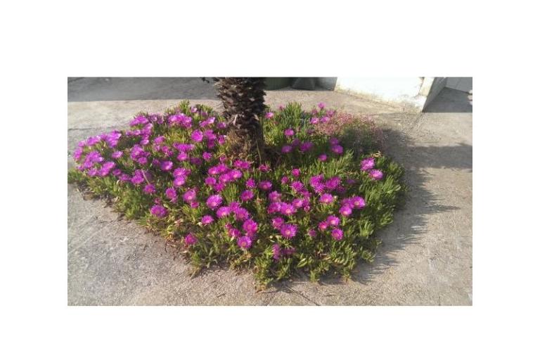 Apartmanok Šime – fotó 10
