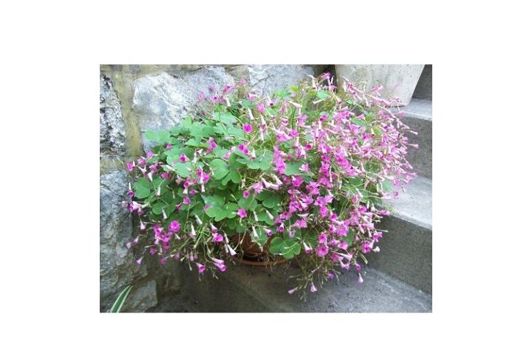 Apartmanok POLAČA - Slano – fotó 15