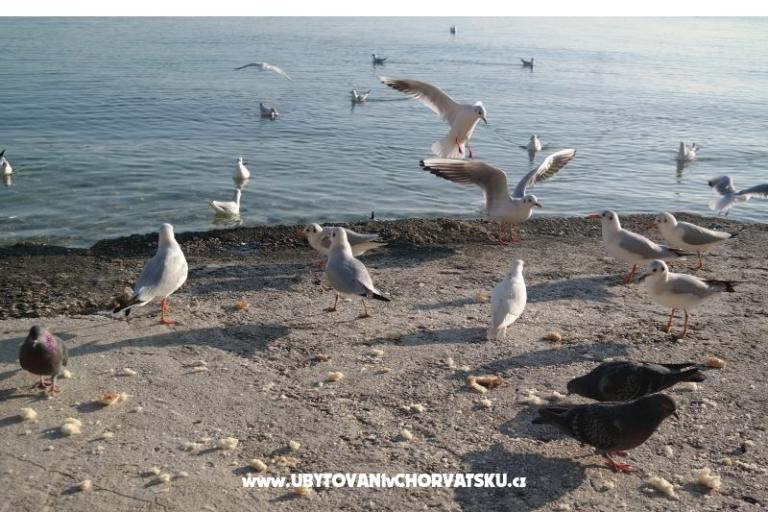 Apartmanok Vagabundo – fotó 8