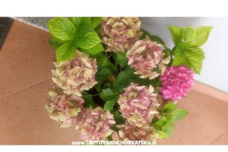 Apartmanok Ira – fotó 12