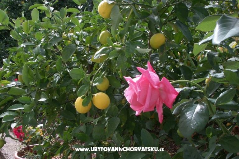 Apartmanok Anita – fotó 9