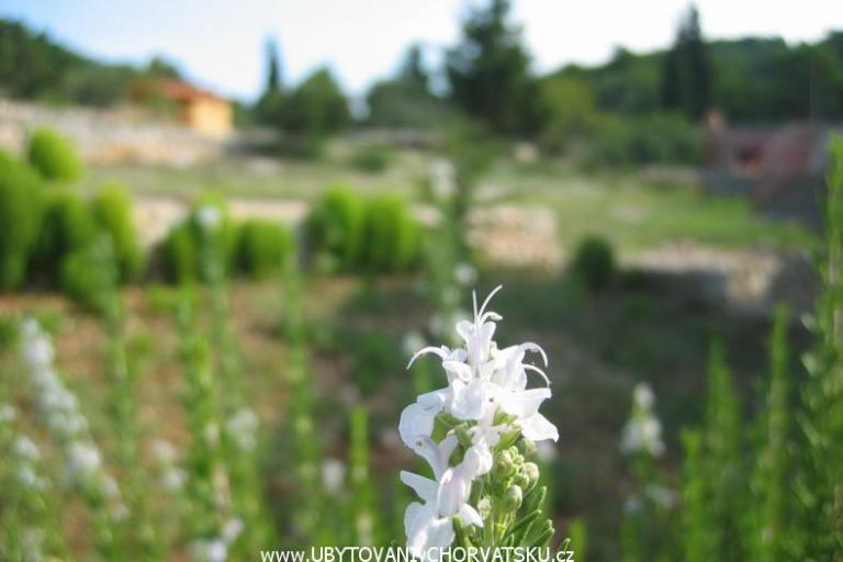 Apartmanok Perutović – fotó 7