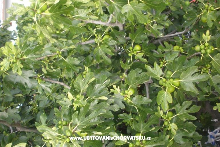 Apartmanok  Smokva   – fotó 15