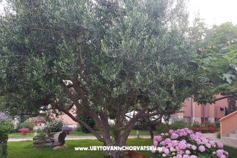 Apartmanok Riva – fotó 4