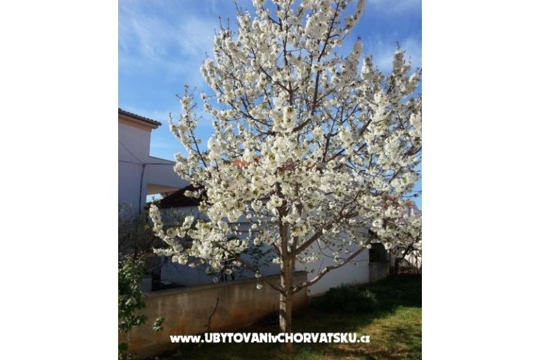 Apartmanok Stela – fotó 9