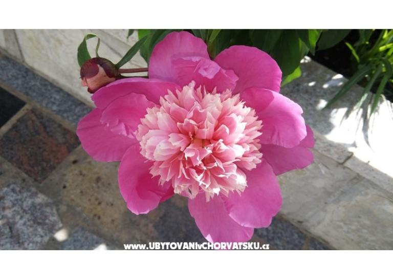 Love Zaostrog – fotó 5