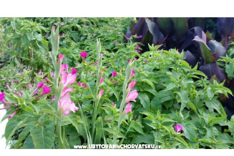 Apartmanok Lily – fotó 9